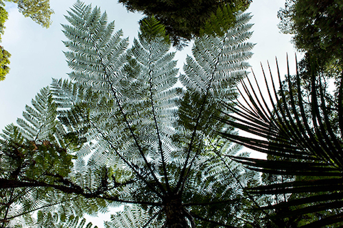 Caroline_Tuikauri-6 copy